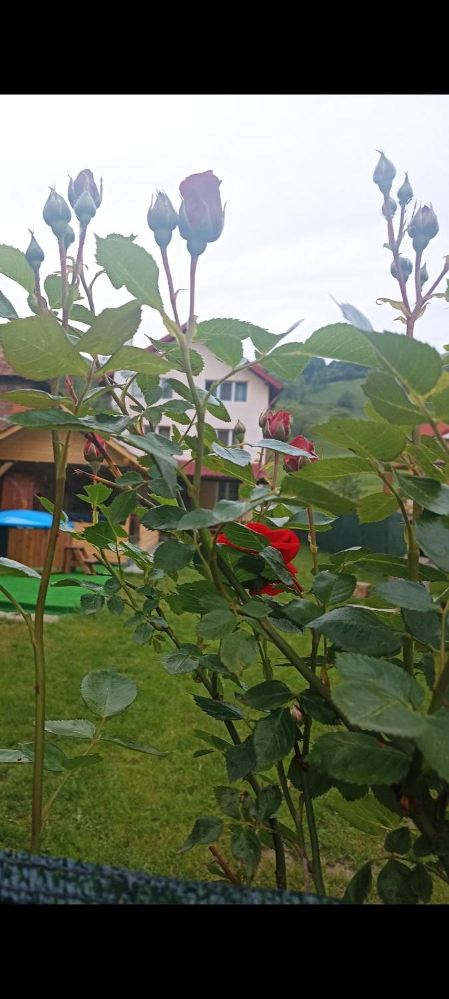 Popasul Drumetului Transfagarasan Hotel Curtea de Argeş Екстериор снимка